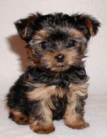 /album/para-os-amantes-de-cachorros/images-7-jpg1/
